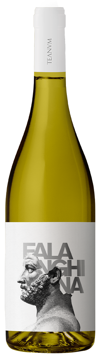 картинка Апулия Фалангина 2024 г/у от магазина Юта